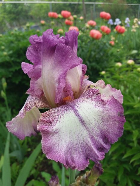  - A Irisi disponibili in 2018