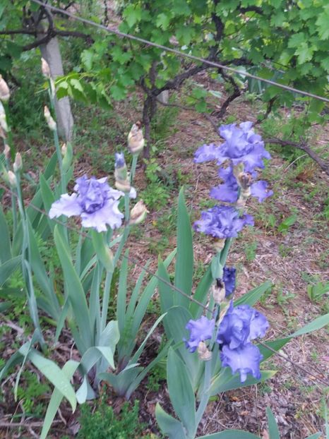  - A Irisi disponibili in 2018