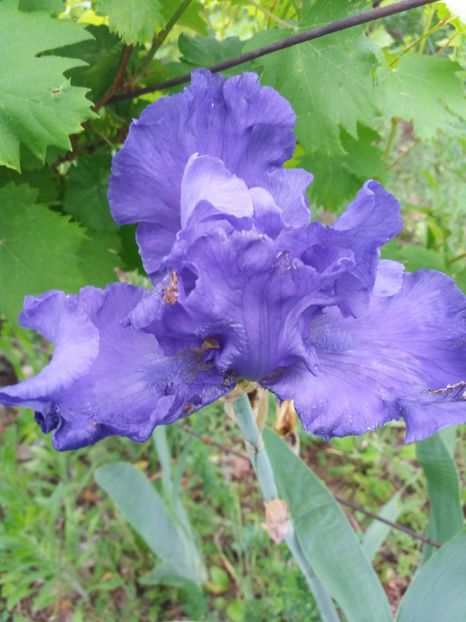  - A Irisi disponibili in 2018