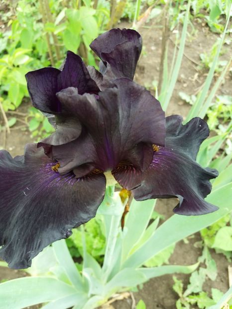  - A Irisi disponibili in 2018