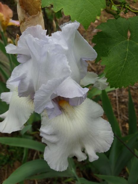  - A Irisi disponibili in 2018