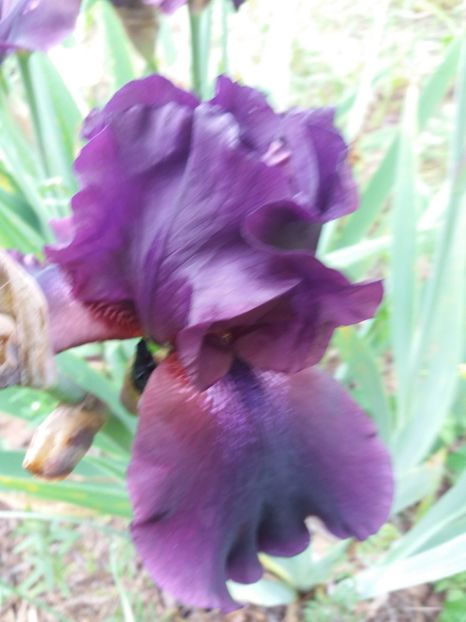  - A Irisi disponibili in 2018