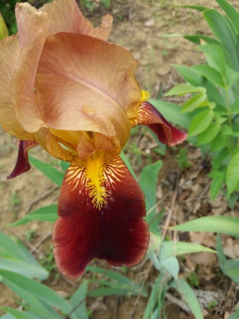  - A Irisi disponibili in 2018