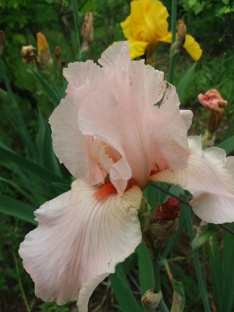  - A Irisi disponibili in 2018