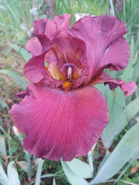  - A Irisi disponibili in 2018