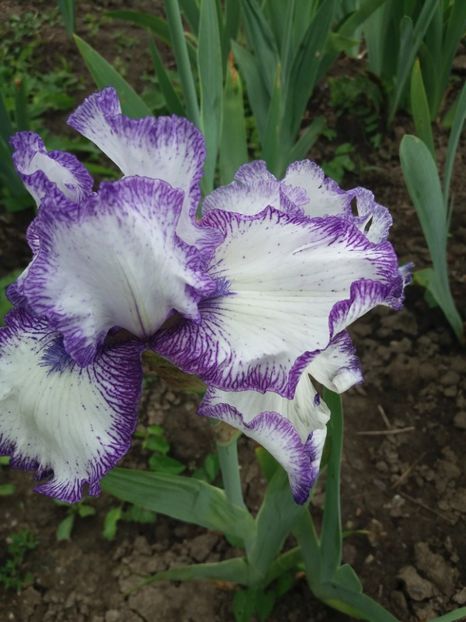  - A Irisi disponibili in 2018