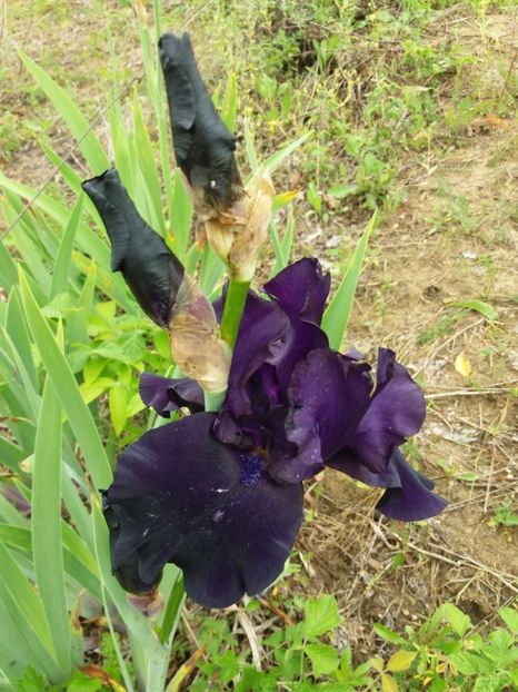  - A Irisi disponibili in 2018