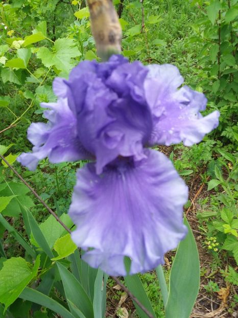  - A Irisi disponibili in 2018