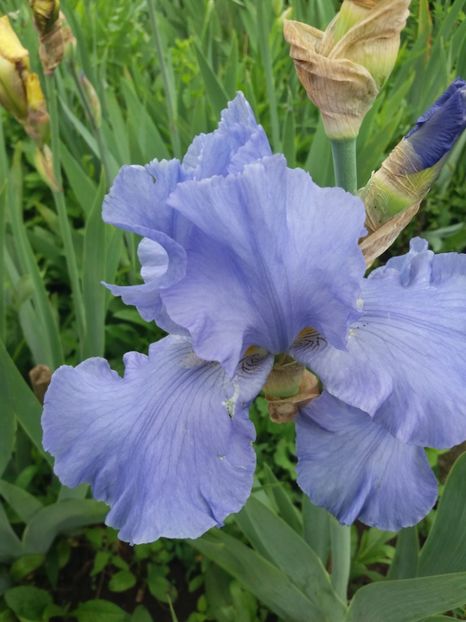  - A Irisi disponibili in 2018