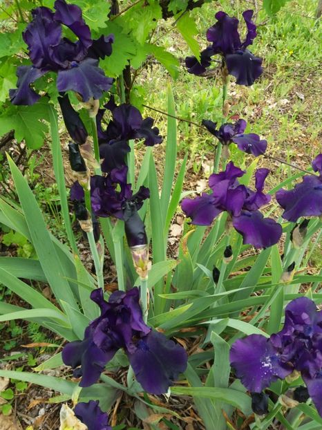  - A Irisi disponibili in 2018