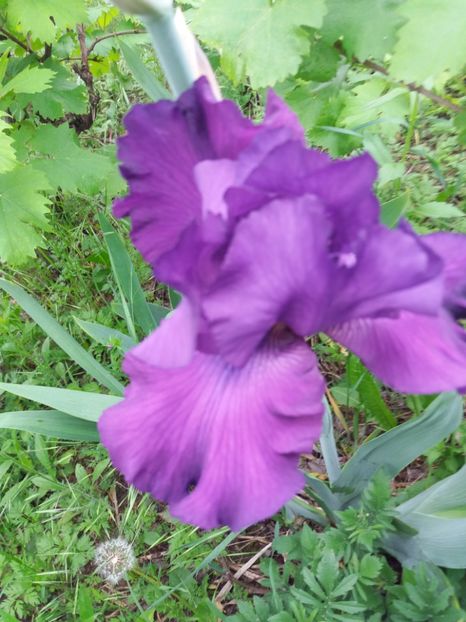  - A Irisi disponibili in 2018