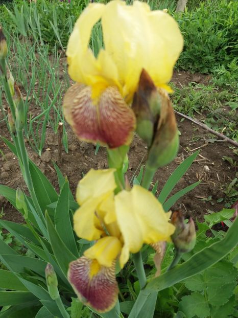  - A Irisi disponibili in 2018