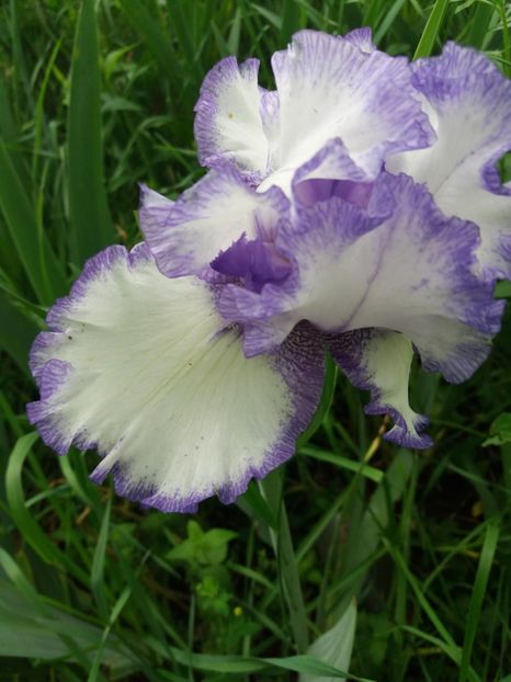  - A Irisi disponibili in 2018