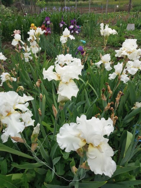  - A Irisi disponibili in 2018