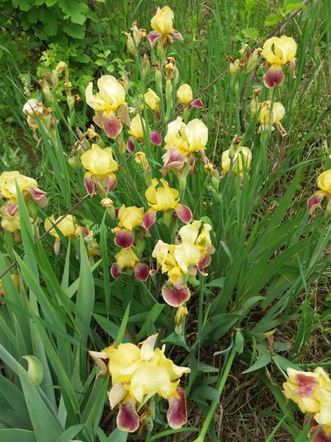  - A Irisi disponibili in 2018