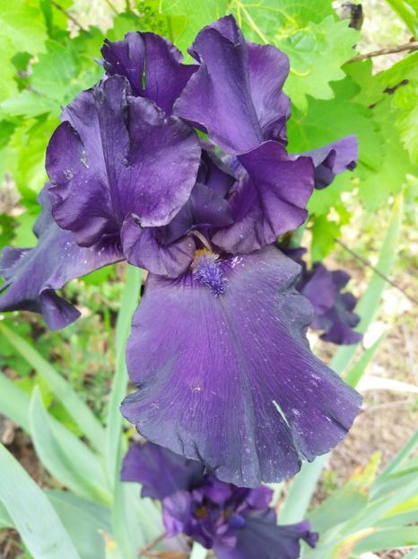  - A Irisi disponibili in 2018