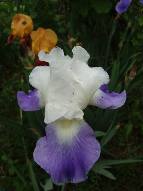  - A Irisi disponibili in 2018