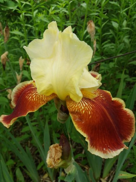  - A Irisi disponibili in 2018