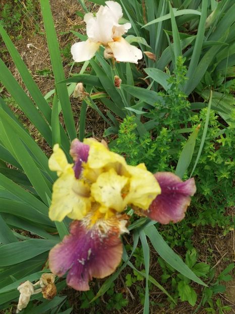  - A Irisi disponibili in 2018