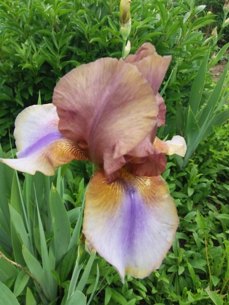  - A Irisi disponibili in 2018