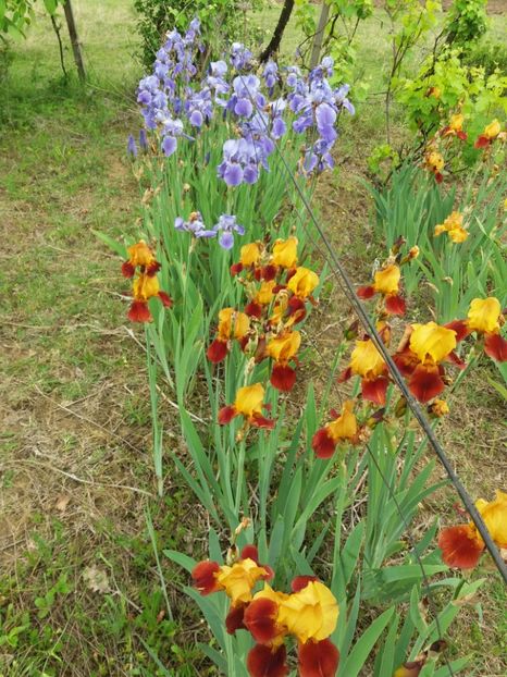  - A Irisi disponibili in 2018