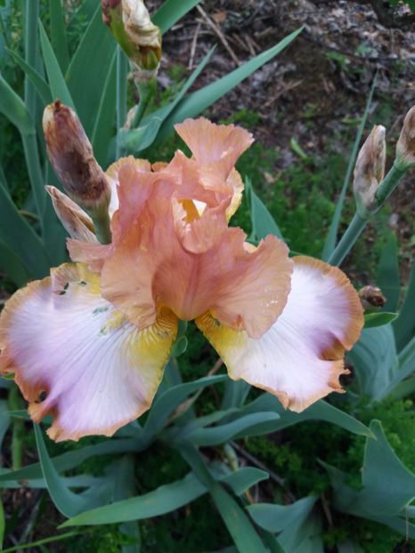  - A Irisi disponibili in 2018