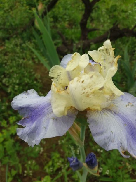  - A Irisi disponibili in 2018