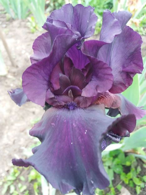  - A Irisi disponibili in 2018