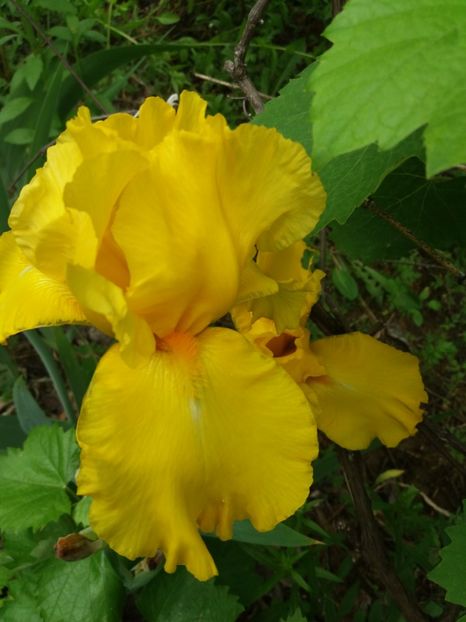  - A Irisi disponibili in 2018