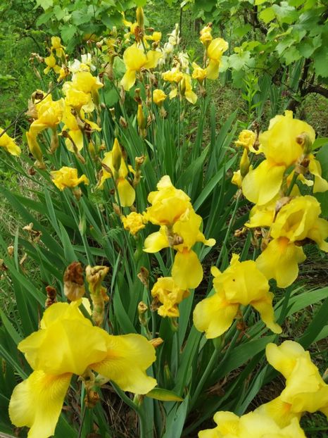  - A Irisi disponibili in 2018