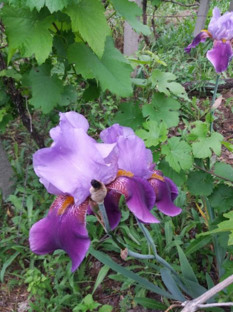  - A Irisi disponibili in 2018