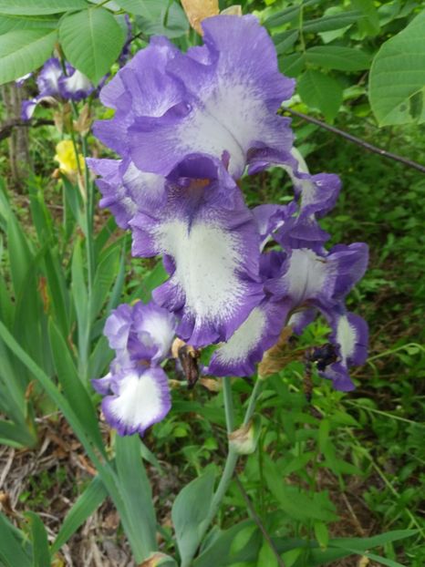  - A Irisi disponibili in 2018