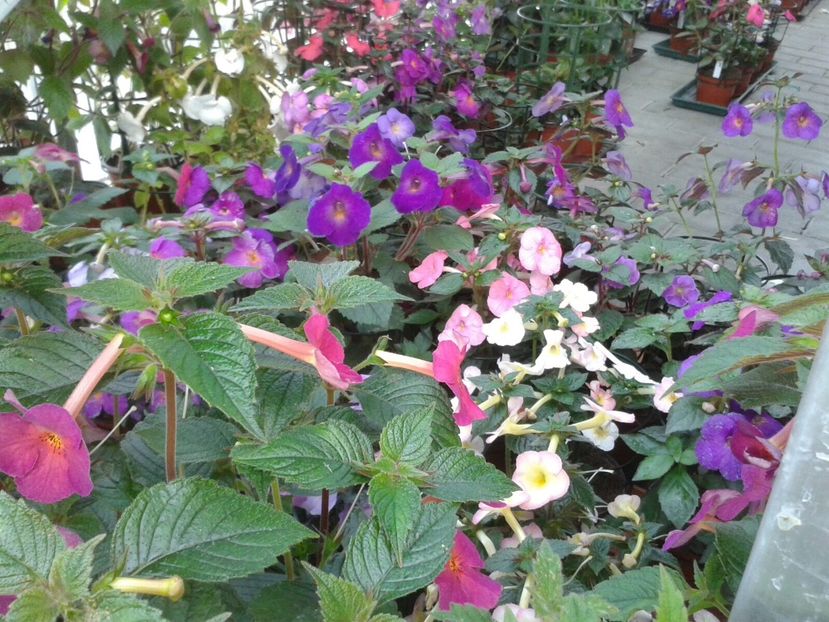  - 2-La Familia Dietze