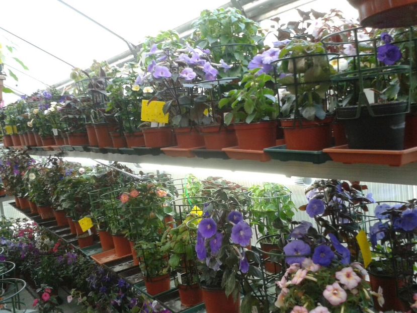  - 2-La Familia Dietze