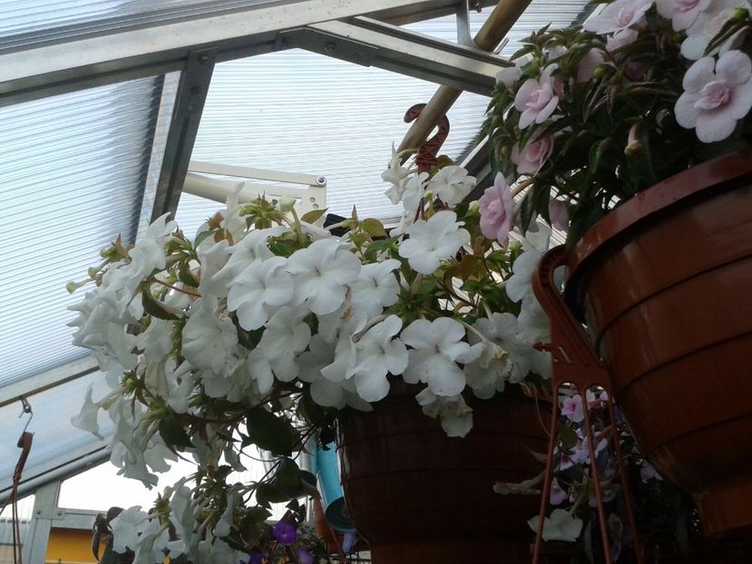  - 2-La Familia Dietze