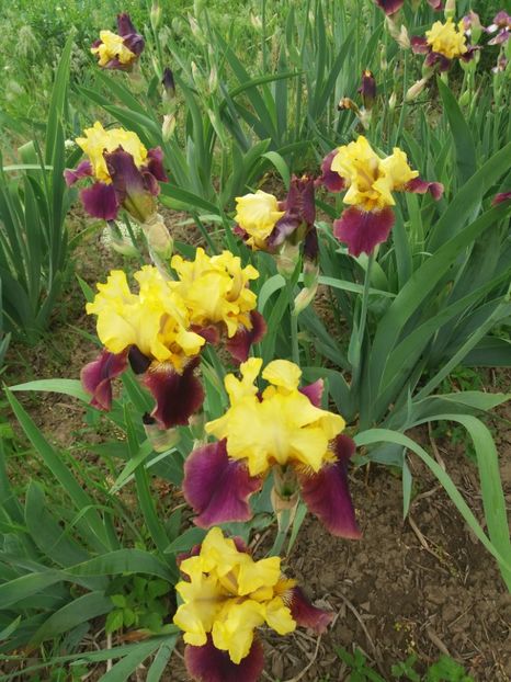  - A Irisi disponibili in 2018