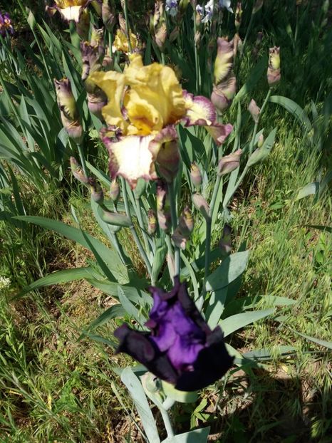  - A Irisi disponibili in 2018