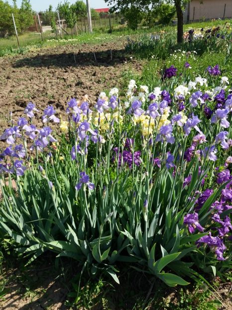  - A Irisi disponibili in 2018