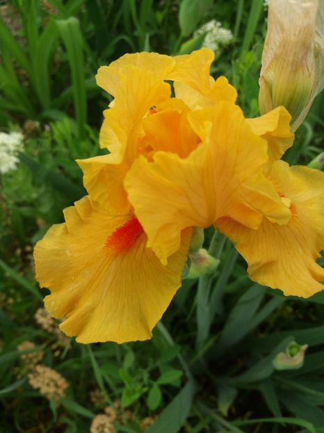  - A Irisi disponibili in 2018