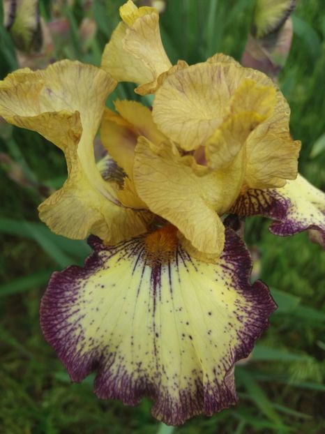  - A Irisi disponibili in 2018