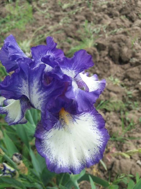  - A Irisi disponibili in 2018