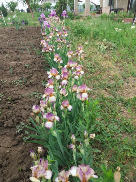  - A Irisi disponibili in 2018