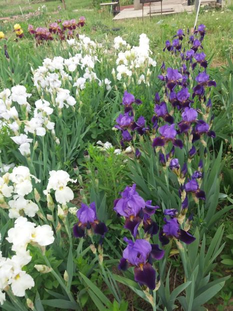  - A Irisi disponibili in 2018