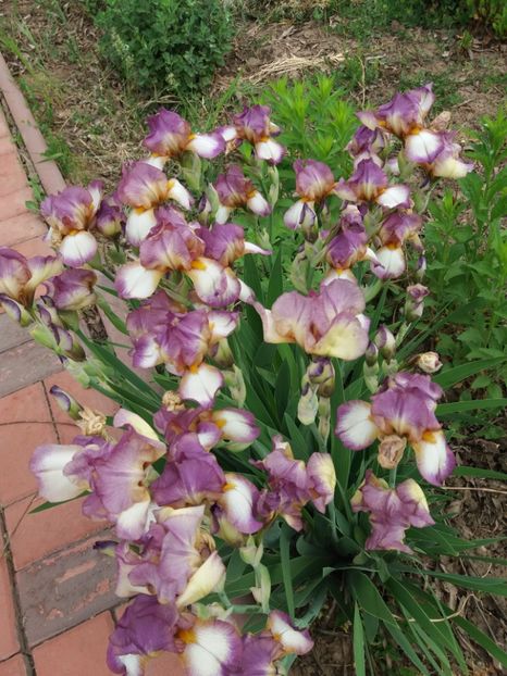  - A Irisi disponibili in 2018