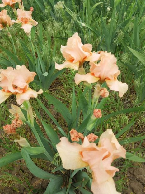  - A Irisi disponibili in 2018