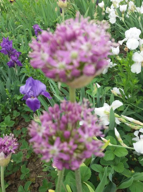  - A Irisi disponibili in 2018