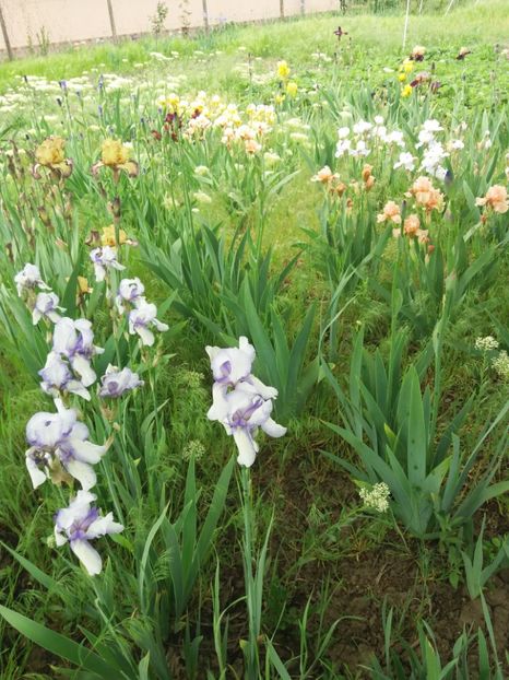  - A Irisi disponibili in 2018