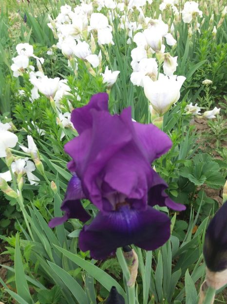  - A Irisi disponibili in 2018