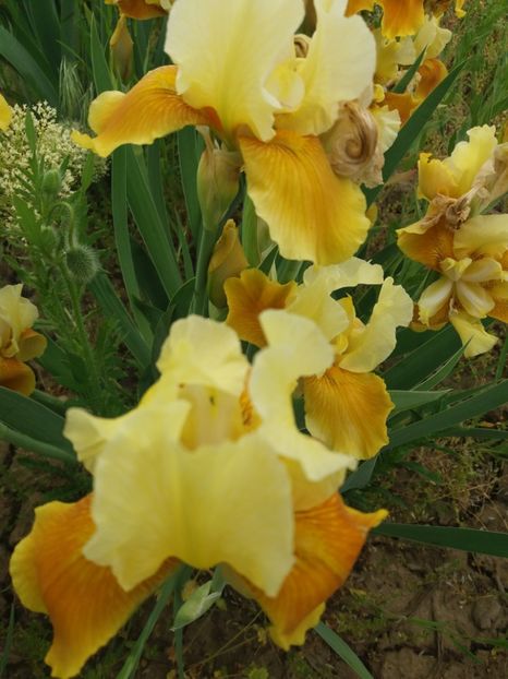  - A Irisi disponibili in 2018