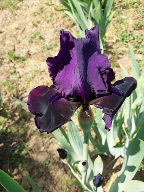  - A Irisi disponibili in 2018